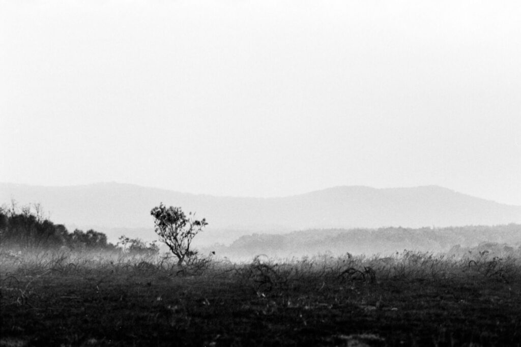 Australian bushfires lone tree in smokey burnt landscape