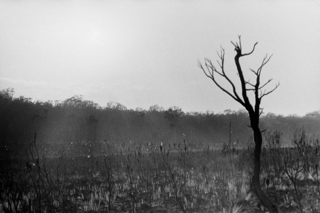 Australian bushfires lone burnt tree trunk in field